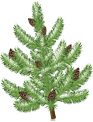 spruce